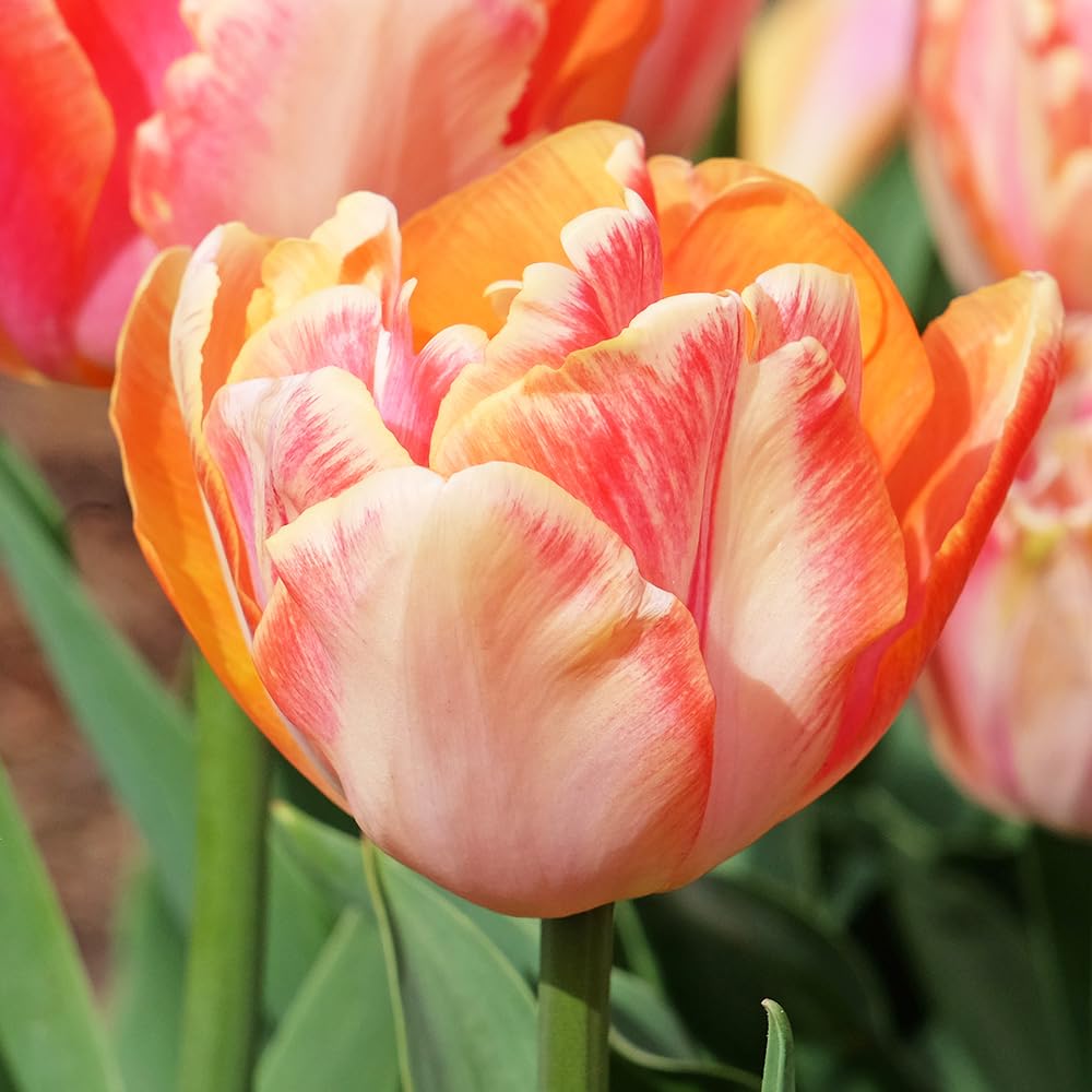  レア　チューリップブロッサム Amazon.co.jp: ITANSE 八重咲きチューリップ クリームアップ